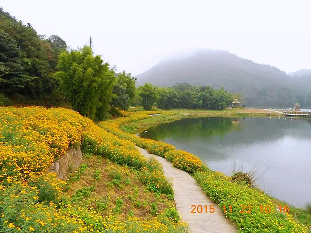 从化石门国家森林公园油菜花