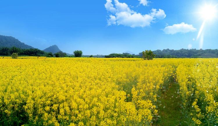 清远英德油菜花