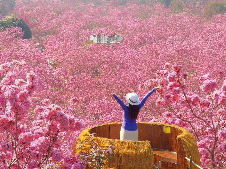 江门台山紫花风铃木